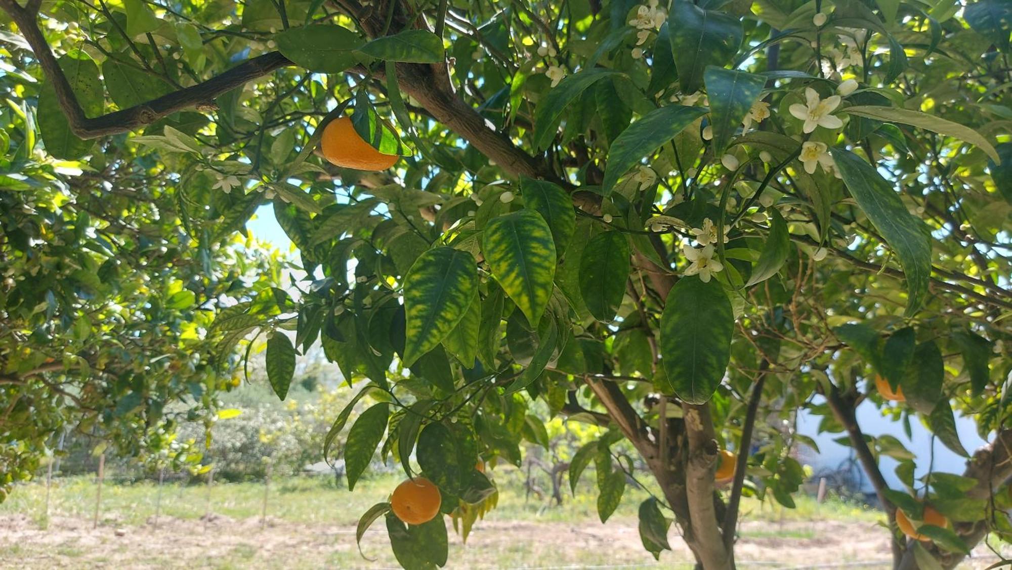 Agritourism Cottage Near Sitia ภายนอก รูปภาพ