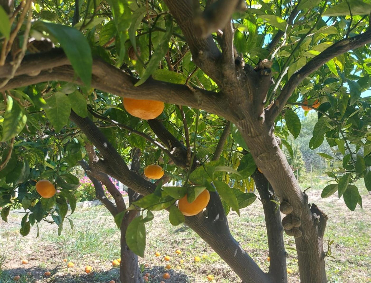 Agritourism Cottage Near Sitia ภายนอก รูปภาพ